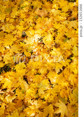 Yellow autumn maple background. Fall Yellow autumn maple background. Fall 132651666