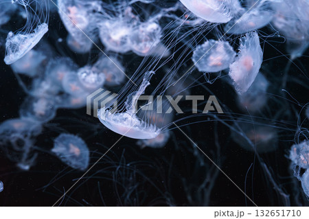 Chrysaora quinquecirrha, Atlantic or East Cost sea nettle jellyfish swim in blue water of aquarium 132651710