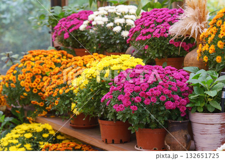 Colorful chrysanthemums in pots on wooden shelves inside autumn greenhouse garden, decorative plants Colorful chrysanthemums in pots on wooden shelves inside autumn greenhouse garden, decorative plants 132651725