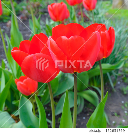 Vibrant Red Tulips Blooming in a Spring Garden Close-up Vibrant Red Tulips Blooming in a Spring Garden Close-up 132651769