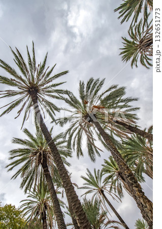 Tall palm trees 132651773
