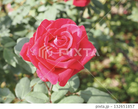 クリスチャンディオール 132651857