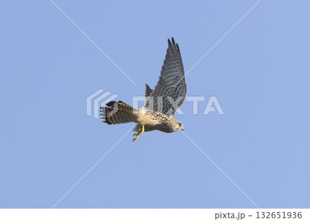 青空を背景に飛翔するチョウゲンボウ 132651936