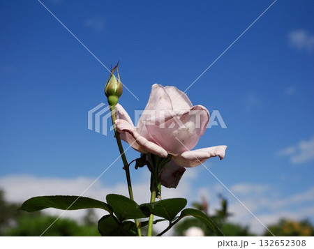 ブルームーン 132652308