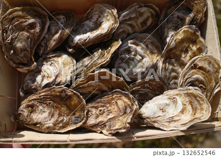 fresh oysters as luxury gourmet food for celebration 132652546