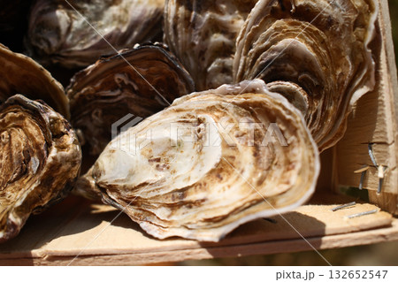 fresh oysters as luxury gourmet food for celebration 132652547