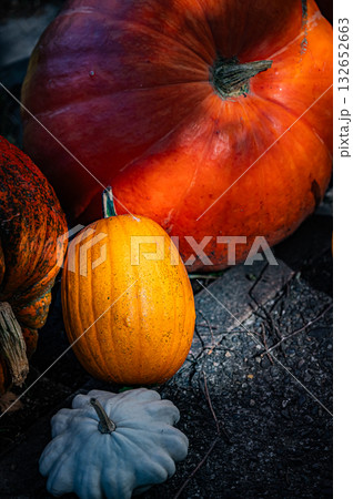 北海道　旭川　上野ファームの秋 132652663