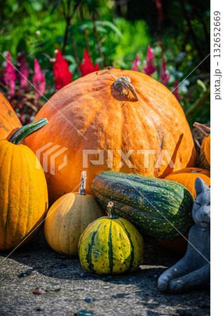 北海道　旭川　上野ファームの秋 132652669