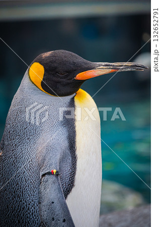 北海道　旭山動物園　ペンギン 132652791
