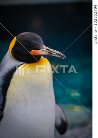 北海道 旭山動物園 ペンギン 北海道 旭山動物園 ペンギン 132652794