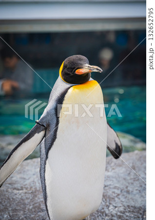 北海道　旭山動物園　ペンギン 132652795