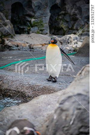 北海道 旭山動物園 ペンギン 北海道 旭山動物園 ペンギン 132652797