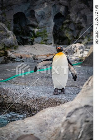 北海道　旭山動物園　ペンギン 132652798
