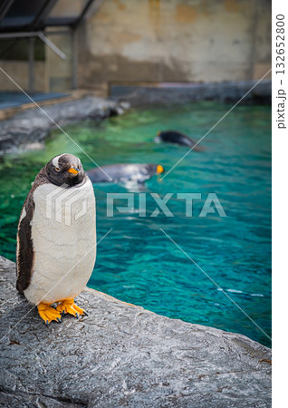 北海道 旭山動物園 ペンギン 北海道 旭山動物園 ペンギン 132652800