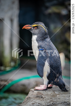 北海道 旭山動物園 ペンギン 北海道 旭山動物園 ペンギン 132652825