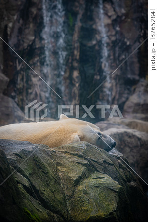 北海道 旭山動物園 ホッキョクグマ 北海道 旭山動物園 ホッキョクグマ 132652841
