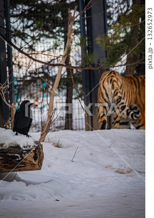 北海道 円山動物園 トラ 北海道 円山動物園 トラ 132652973