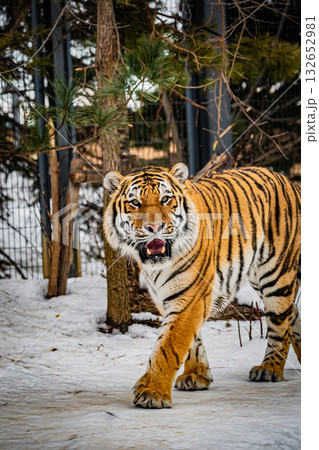 北海道 円山動物園 トラ 北海道 円山動物園 トラ 132652981