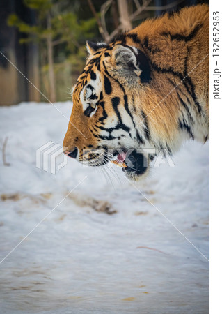 北海道　円山動物園　トラ 132652983