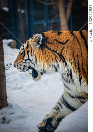 北海道　円山動物園　トラ 132652985