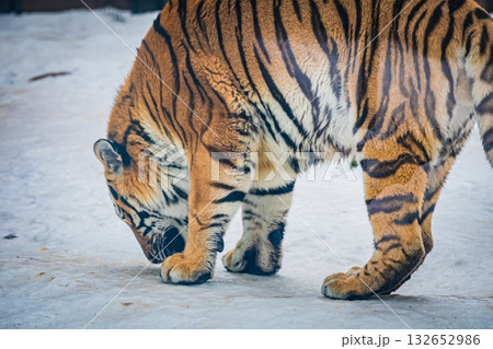 北海道　円山動物園　トラ 132652986