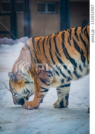 北海道　円山動物園　トラ 132652987