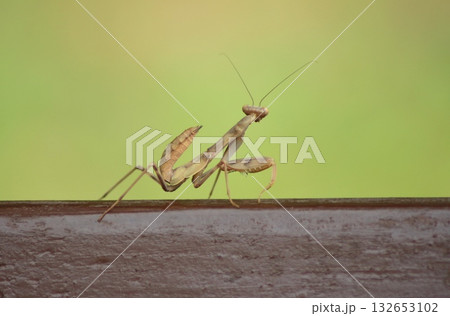 A slender praying mantis stands alert on a dark wooden surface against a soft, blurred green background. Concept of: Nature's watchful stillness. 132653102