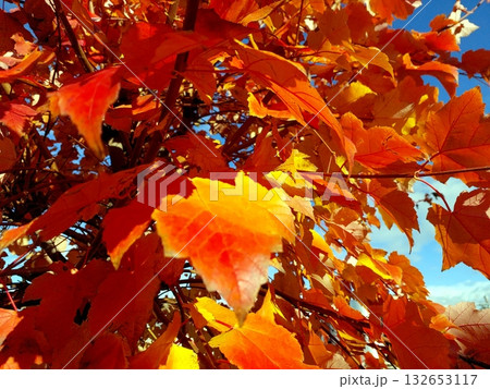 Vibrant Autumn Maple Leaves Showcasing Rich Hues of Orange and Yellow Against a Clear Blue Sky 132653117