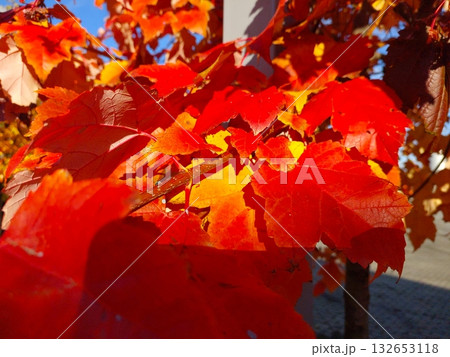 Vivid Autumn Maple Leaves Display Brilliant Red and Orange Hues in a Sunny Park Setting Vivid Autumn Maple Leaves Display Brilliant Red and Orange Hues in a Sunny Park Setting 132653118