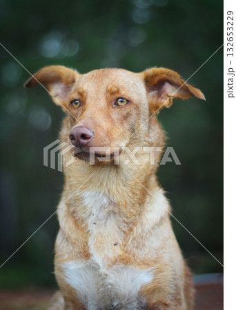 A warm-toned dog with attentive eyes looks off to the side against a soft, blurred natural background. Concept of a dog's calm attention and natural curiosity. 132653229