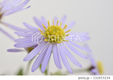 野紺菊 野紺菊 132653234