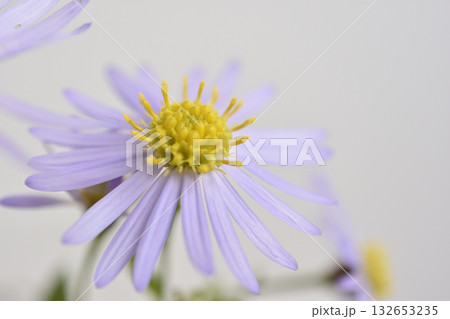 野紺菊 野紺菊 132653235