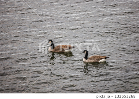 Two Canada geese swimming together on rippling lake water on an overcast day 132653269