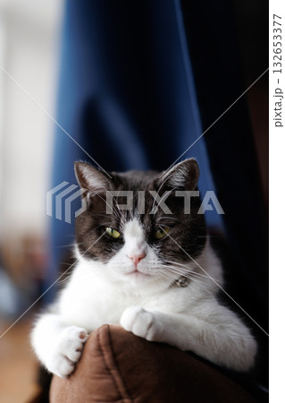 見つめる猫 132653377