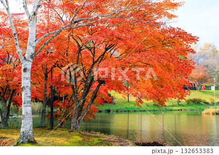 清水公園の紅葉 清水公園の紅葉 132653383