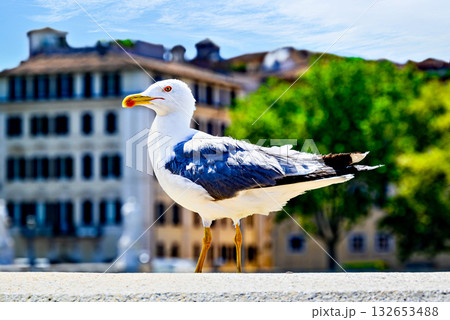 Lovely seagull resting on a stone wall Lovely seagull resting on a stone wall 132653488