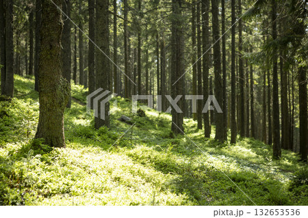 Beautiful morning mystic forest landscape and lovely sunlight 132653536