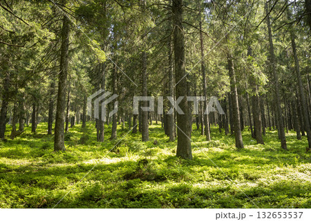 Beautiful morning mystic forest landscape and lovely sunlight Beautiful morning mystic forest landscape and lovely sunlight 132653537