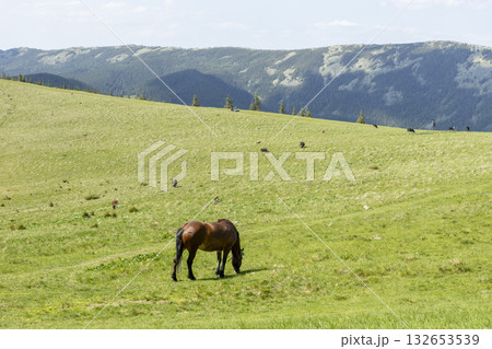 A brown horse grazes in a mountain meadow in summer 132653539