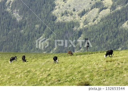 cows on the meadow in a beautiful mountain landscape cows on the meadow in a beautiful mountain landscape 132653544