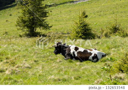 cow on the meadow in a beautiful mountain landscape 132653548