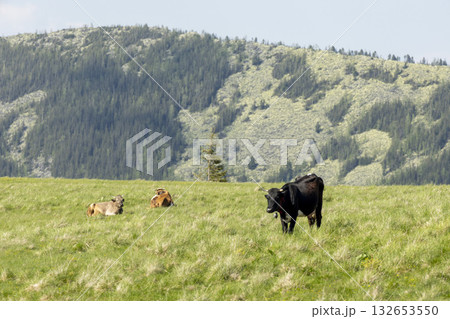 cows on the meadow in a beautiful mountain landscape cows on the meadow in a beautiful mountain landscape 132653550