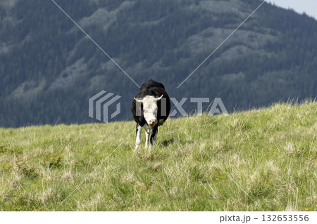 cow on the meadow in a beautiful mountain landscape 132653556