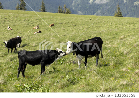 cows on the meadow in a beautiful mountain landscape 132653559