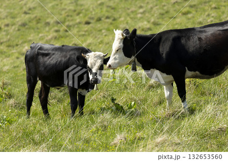cows on the meadow in a beautiful mountain landscape 132653560