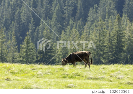 cow on the meadow in a beautiful mountain landscape 132653562