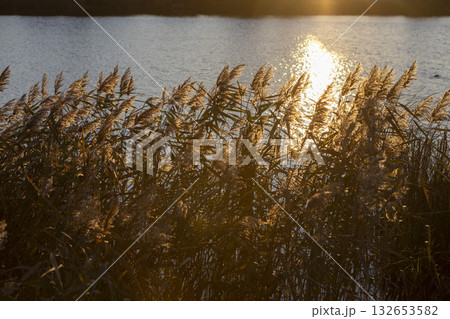 Reeds at lake. Golden sky during sunset. Tranquility in nature. Sunlight reflection on water Reeds at lake. Golden sky during sunset. Tranquility in nature. Sunlight reflection on water 132653582