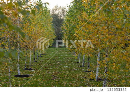Autumn Birch Forest with Path Through Golden Trees in Fall Season 132653585