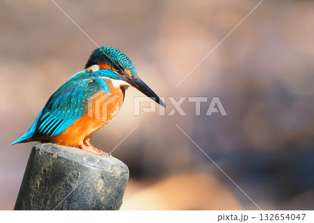 カワセミ（メス） 132654047