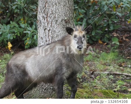 カモシカ 132654108